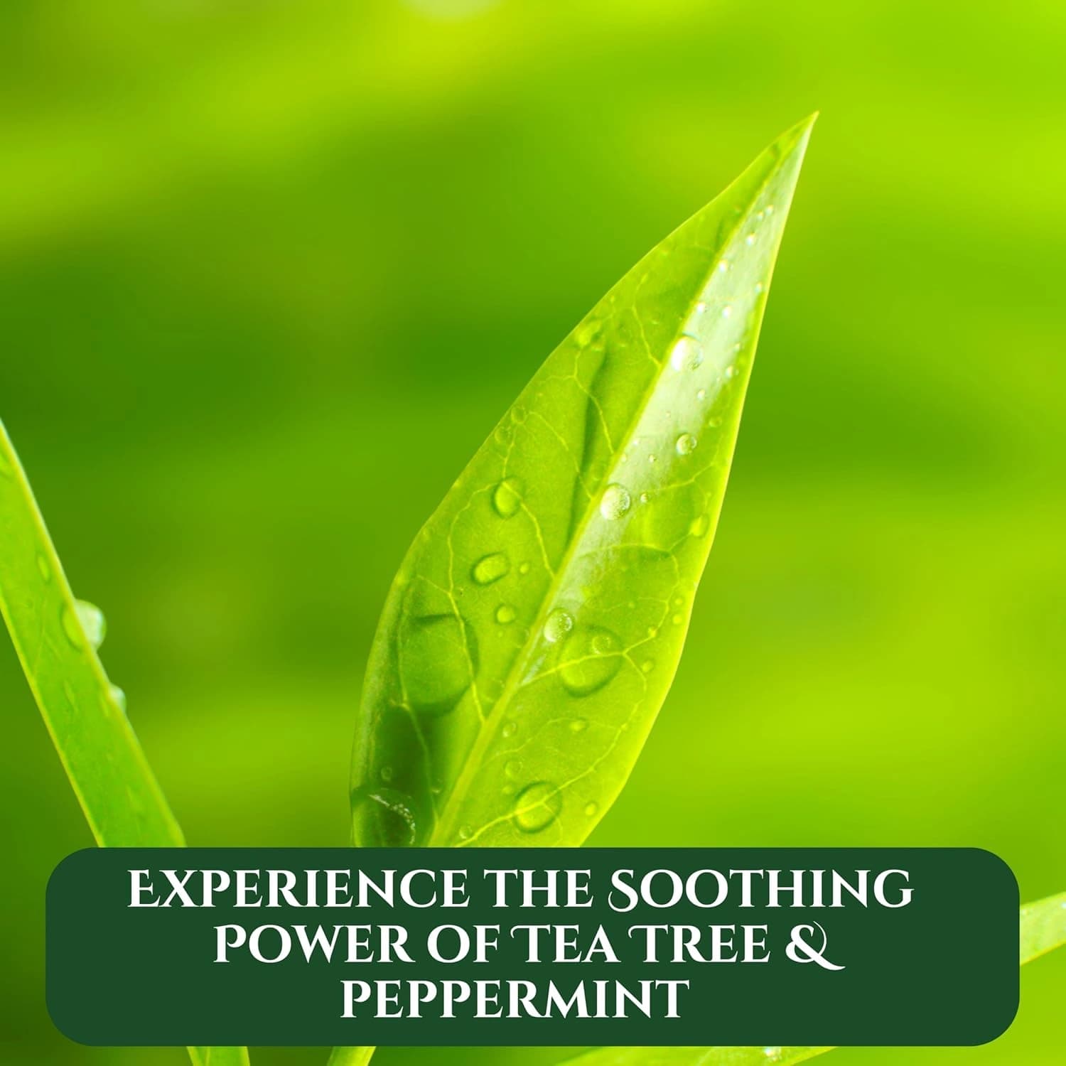 Xpel Tea Tree Moisturising Shampoo 400ml